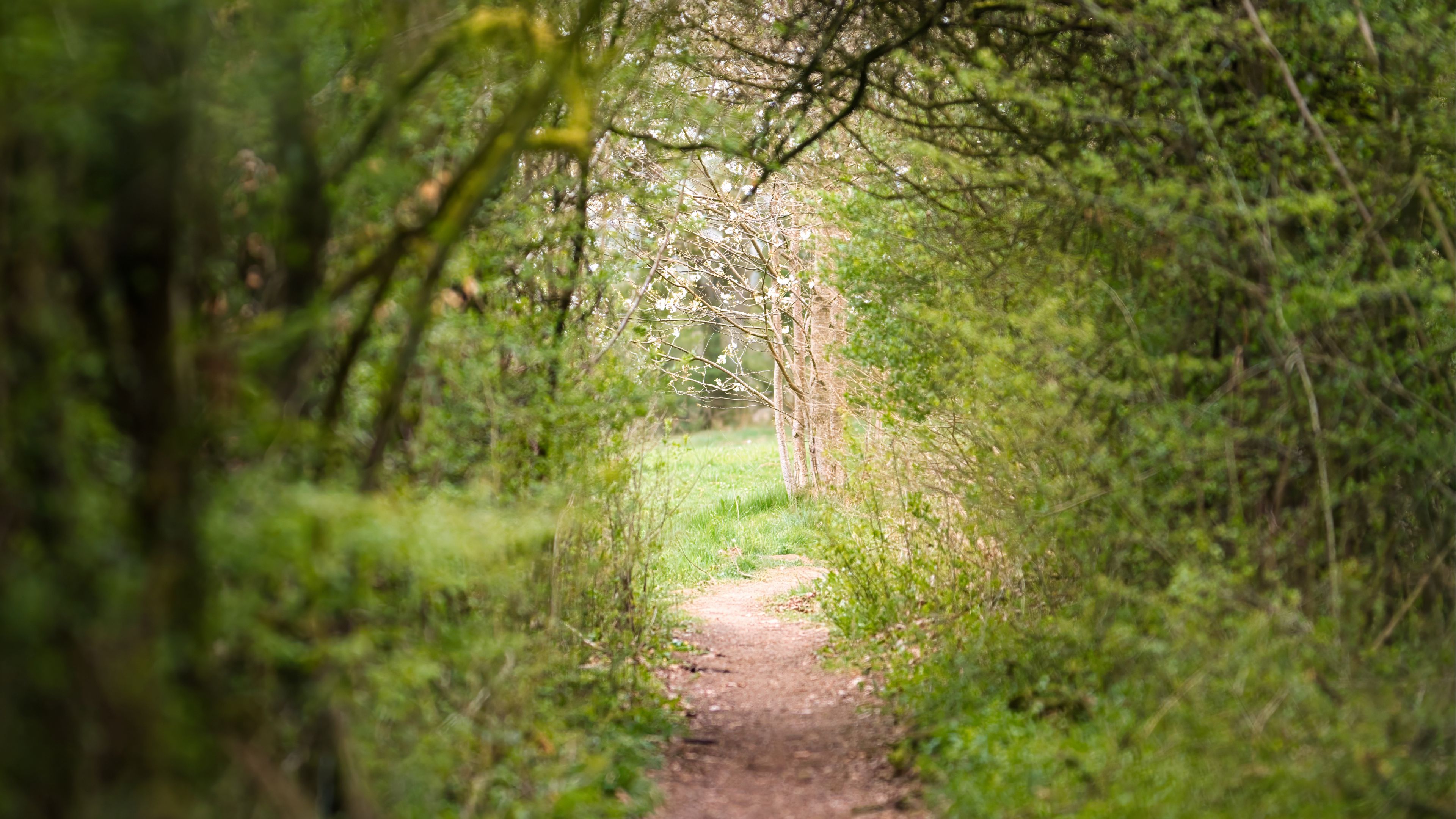 Narrow dirt path winding through a lush green forest toward a sunlit clearing with white-blossomed trees
